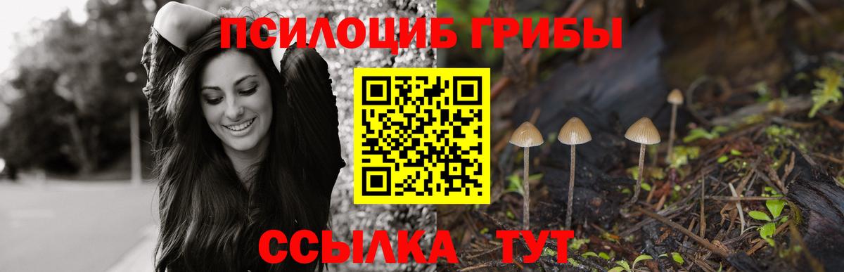 Псилоцибиновые грибы Psilocybe Гусиноозёрск